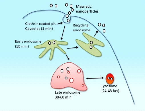 DexoMAG